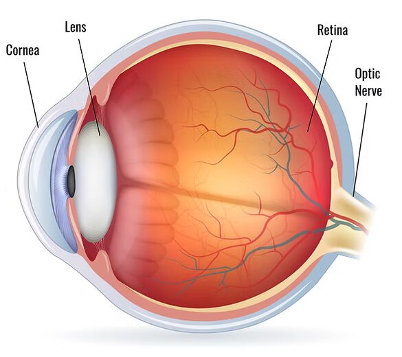 Basic Eye Anatomy